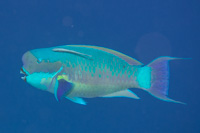 Steephead parrotfish: Male
