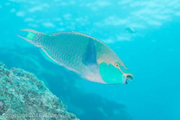 Singapore parrotfish
