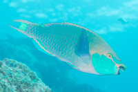 Singapore parrotfish