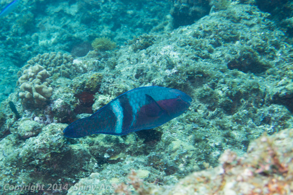 Yellowband parrotfish