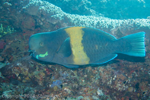 Yellowtail parrotfish