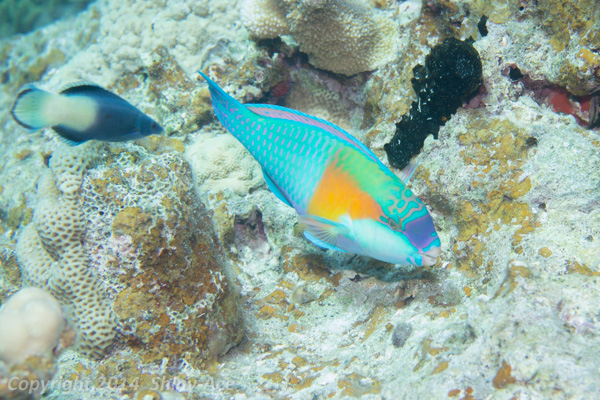 Bower's parrotfish