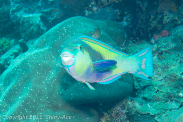 Palecheek Parrotfish