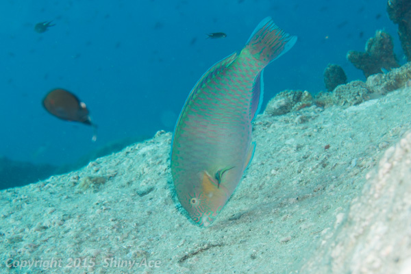 Surf parrotfish