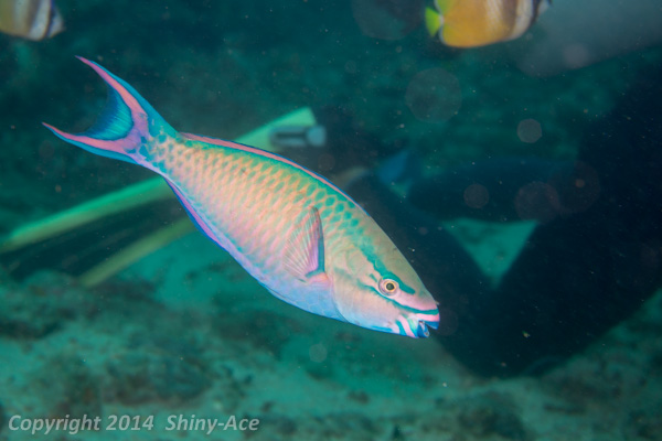 Tricolour parrotfish