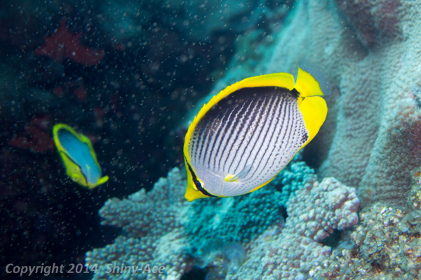 Black-backed butterflyfish