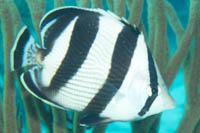 Banded butterflyfish 