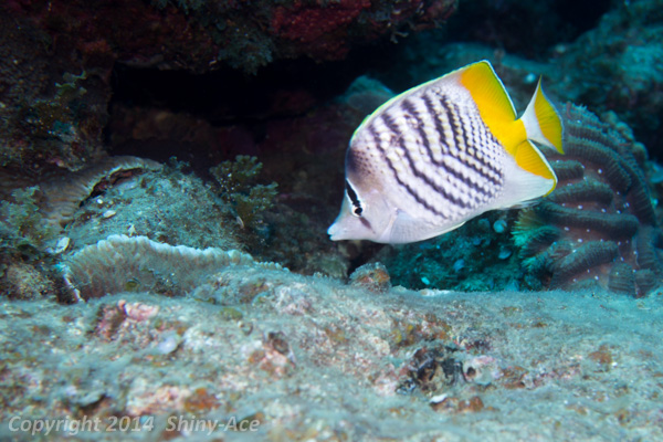 Atoll butterflyfish 