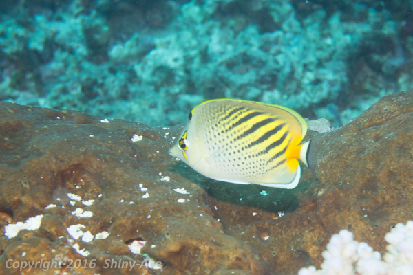 Dot and dash butterflyfish