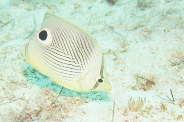 Foureye butterflyfish