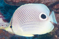 Foureye butterflyfish 