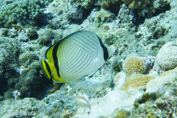 Vagabond butterflyfish