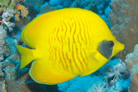 goldenbutterflyfish