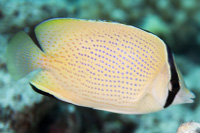 Speckled butterflyfish 