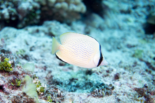 Speckled butterflyfish