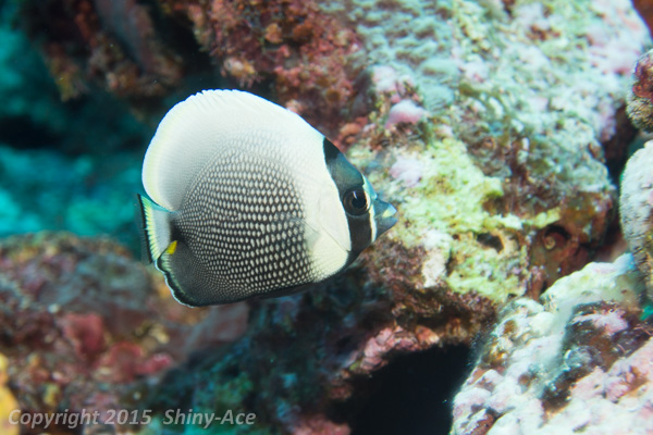Reticulated butterflyfish