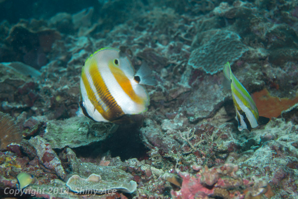 Orange-banded coralfish