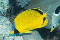 Dotted butterflyfish