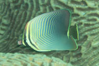 Eastan triangular butterflyfish 
