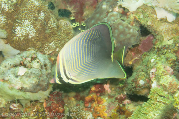 Eastan triangular butterflyfish