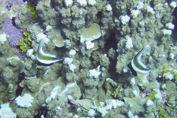 Pennant bannerfish