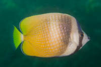 Blacklip butterflyfish 