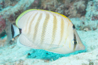 multibandbutterflyfish