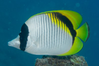 Lined butterflyfish 