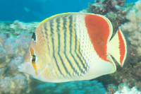 redbackbutterflyfish