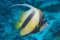 redseabannerfish