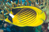 redsearacoonbutterflyfish
