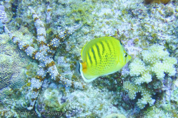 Spot-banded butterflyfish