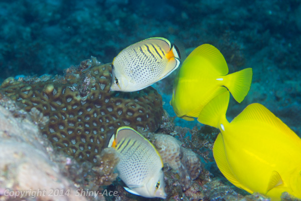 Spot-banded butterflyfish