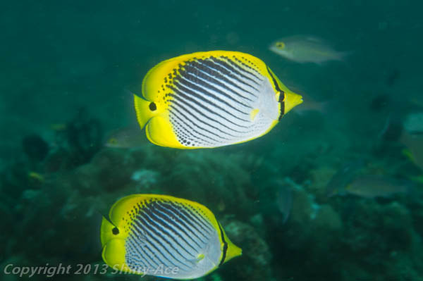 Spot-tail butterflyfish