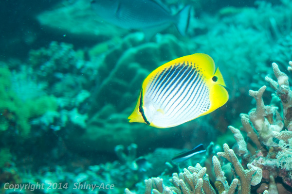 Spot-tail butterflyfish