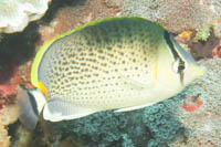 Spotted butterflyfish