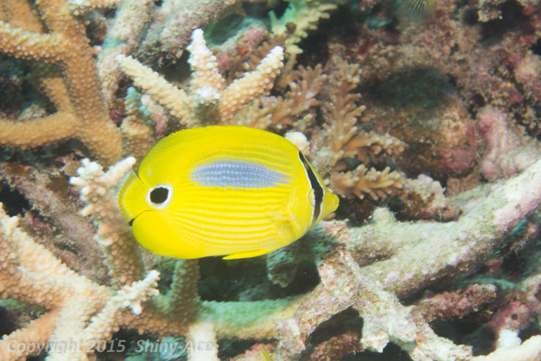 Blue-spot butterflyfish