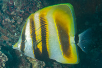 Highfin coralfish
