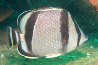 threebandedbutterflyfish