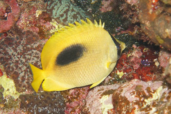 Oval-spot butterflyfish