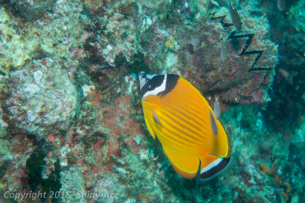 Blackcap butterflyfish