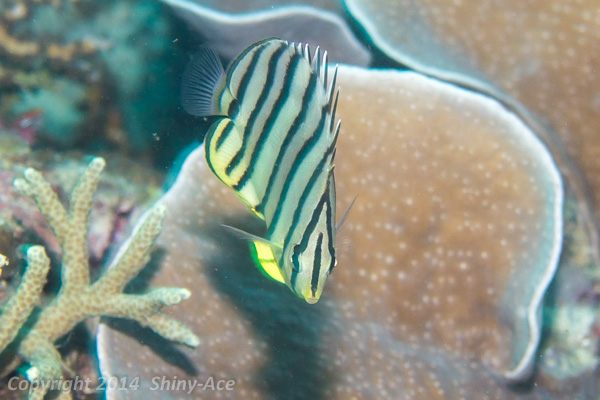 Eight-banded butterflyfish