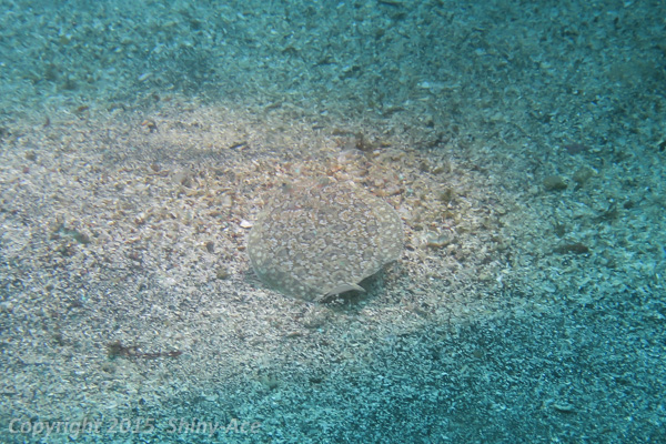 Kobe flounder