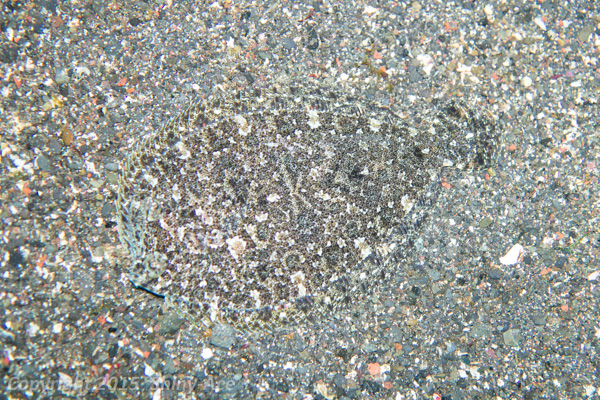 Kobe flounder