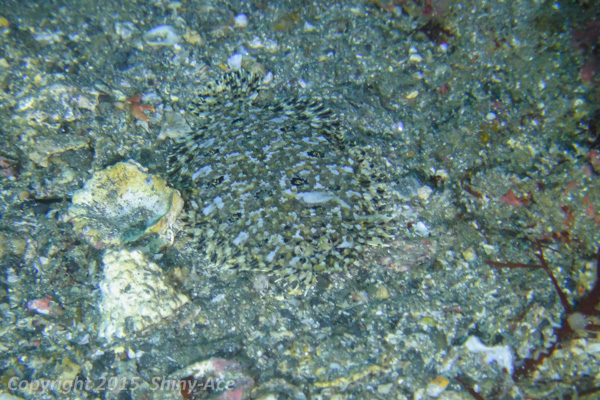 Intermediate flounder