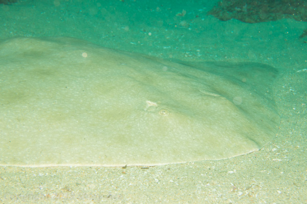 California butterfly ray