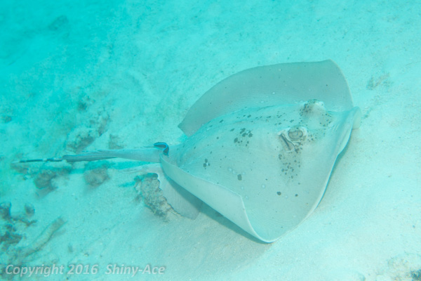 Blue-spotted sting ray