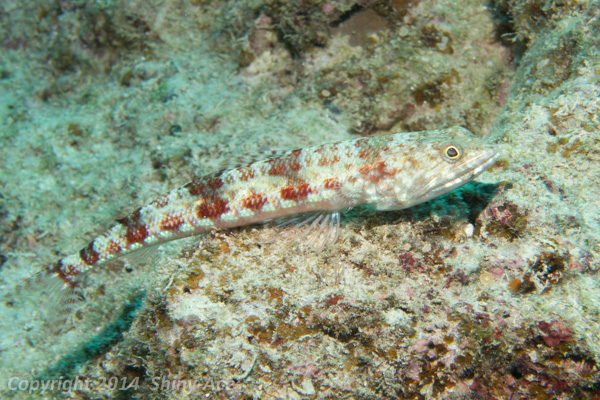 Red lizardfish