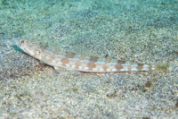Blackear lizardfish