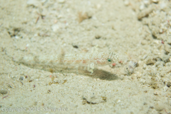 Slender lizardfish
